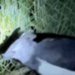 Raro animal em extinção é recebido no Zoológico de Salvador