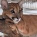 Zoológico de Salvador adota medidas para proteger animais durante onda de calor