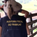 Auditores fiscais entrega cargos e ações de combate ao trabalho escravo seguem suspensas na Bahia