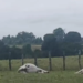 Três animais aparecem mortos após descarga elétrica na zona rural de Porto Seguro