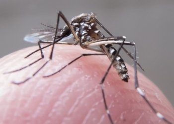 Casos graves de dengue podem causar hepatite e insuficiência renal