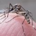 Casos graves de dengue podem causar hepatite e insuficiência renal