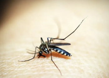 Estado de São Paulo decreta emergência para dengue