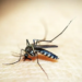 Estado de São Paulo decreta emergência para dengue