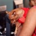 Mais de 160 atendimentos foram realizados no Hospital Municipal Veterinário