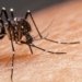 Salvador entra oficialmente em estado de epidemia de dengue