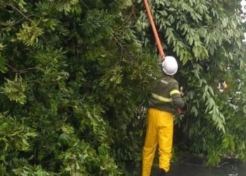 Queda de árvore causa transtornos na Avenida Juracy Magalhães