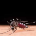 Ministério da Saúde discute plano de enfrentamento da dengue