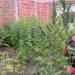 Polícia encontra Plantação de maconha em Feira de Santana