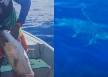 Pescadores são surpreendidos por tubarão em Amaralina