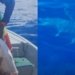 Pescadores são surpreendidos por tubarão em Amaralina