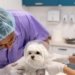Clivet realiza ação preventiva contra zoonoses neste sábado em Salvador