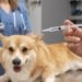 Dia D de vacinação antirrábica acontece neste sábado (3) para pets