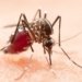 Dengue: Casos da doença crescem 422,9% na Bahia