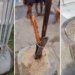 Vandalismo e furtos de mudas viram rotina em áreas públicas