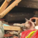 Imóvel de três andares desaba no Uruguai e gato é resgatado dos escombros