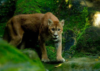 Zoológico de Salvador é reaberto com novas atrações e reforço na segurança