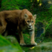 Zoológico de Salvador é reaberto com novas atrações e reforço na segurança