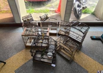 Polícia Militar resgata aves silvestres durante combate ao comércio ilegal
