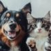 Vacinação contra a raiva em cães e gatos continua até 30 de setembro