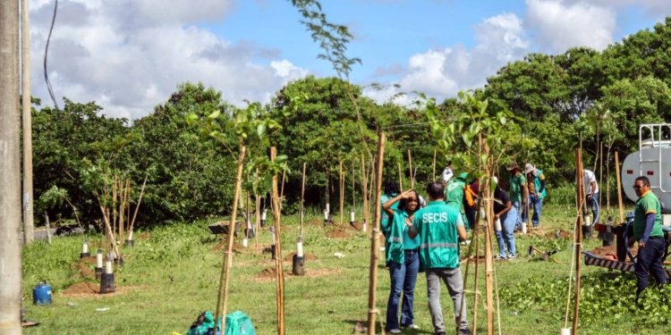 Prefeitura promove mais uma operação de plantio e chega a 110 mudas na região de São Cristóvão