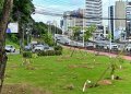 Prefeitura de Salvador inicia plantio de mais de 1 mil mudas de árvores na Avenida ACM