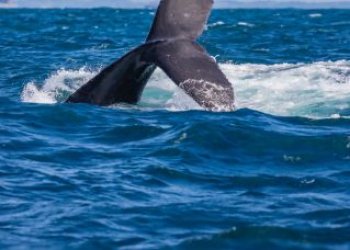 Temporada das baleias-jubarte impulsiona turismo de natureza em Salvador