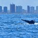 Prefeitura lança temporada das baleias-jubarte e fortalece Salvador como destino do turismo de natureza